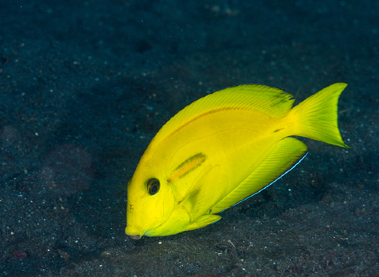  Acanthurus olivaceus (Orange-Shoulder Tang)